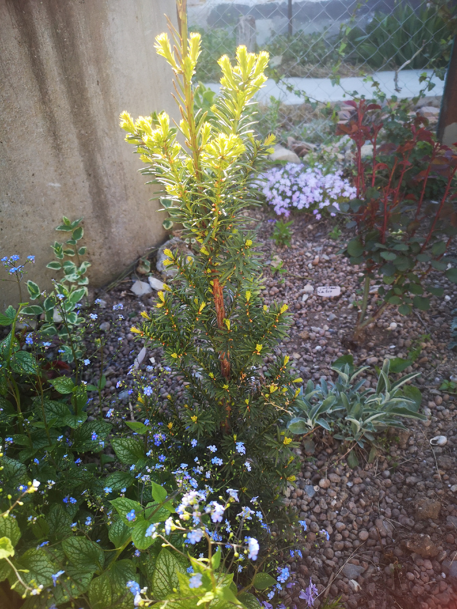 Растёт себе там, где посадили и в ус не дует