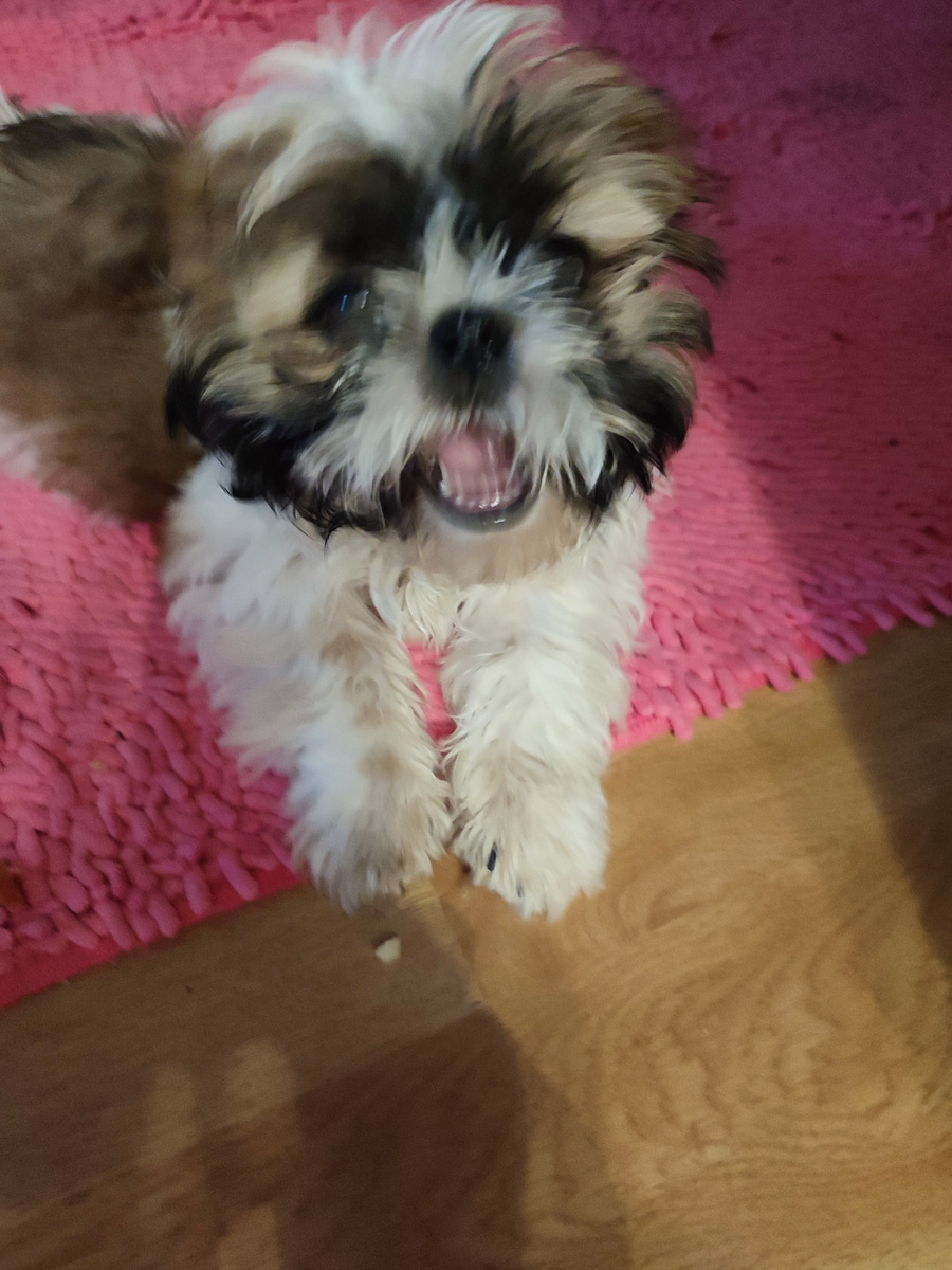 Ши-тцу. Золтон. 2 месяца. Очень подвижный! Нельзя поймать ракурс.