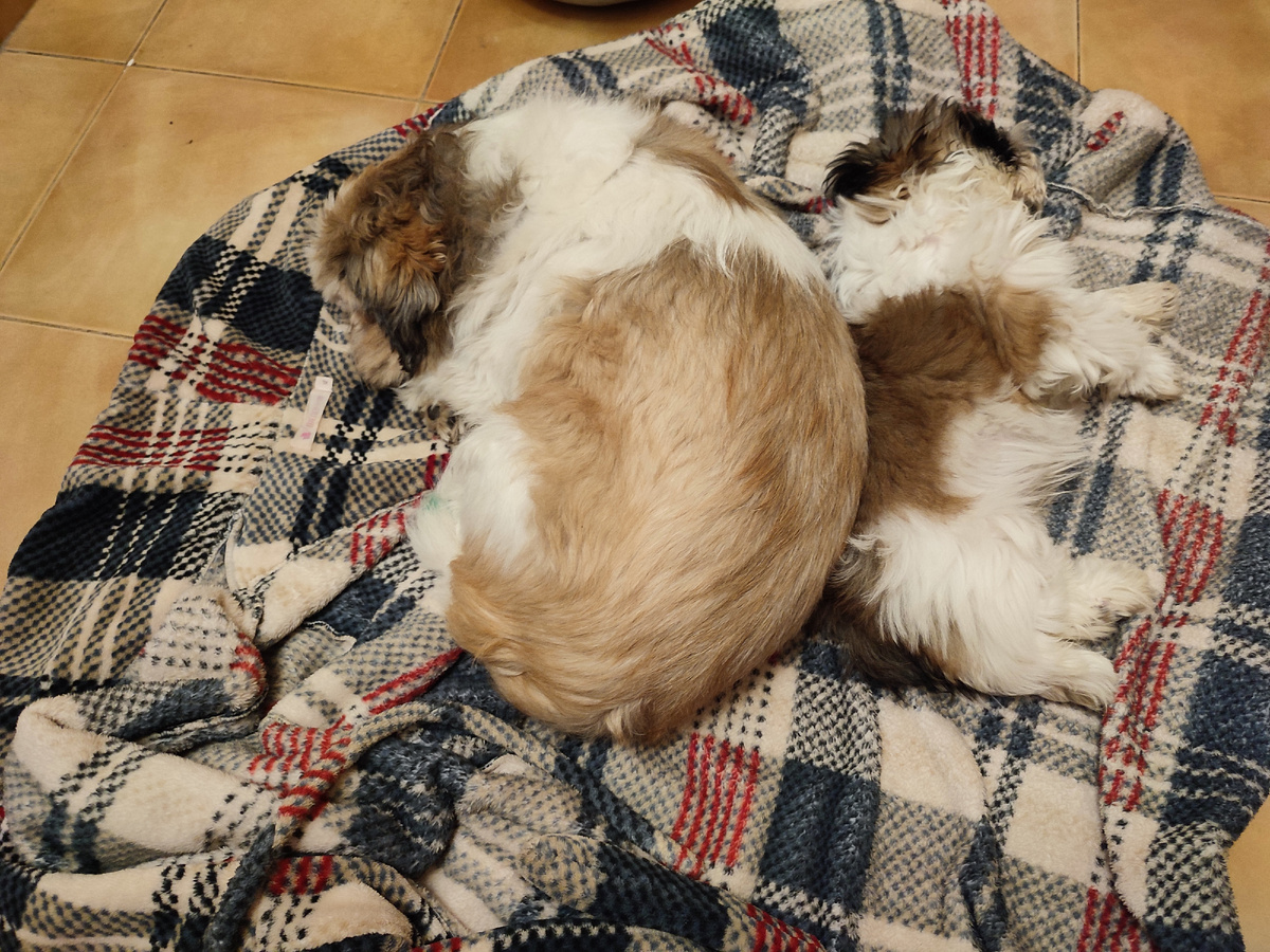 Персей и Золтон. Ши-тцу.