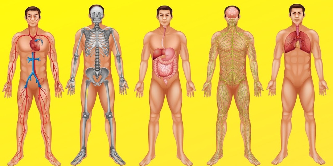 Как мы стареем изнутри: что показывает скрининг организма?
