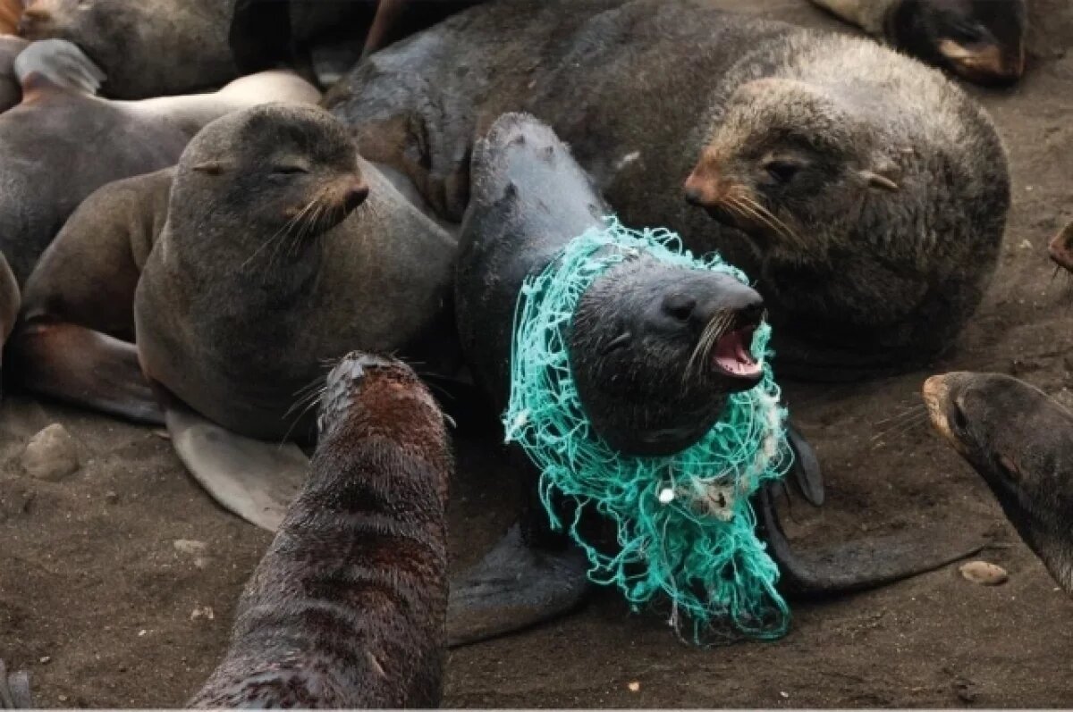    Фотовыставка «Попавшие в петлю: спасение тюленей» открылась на Камчатке