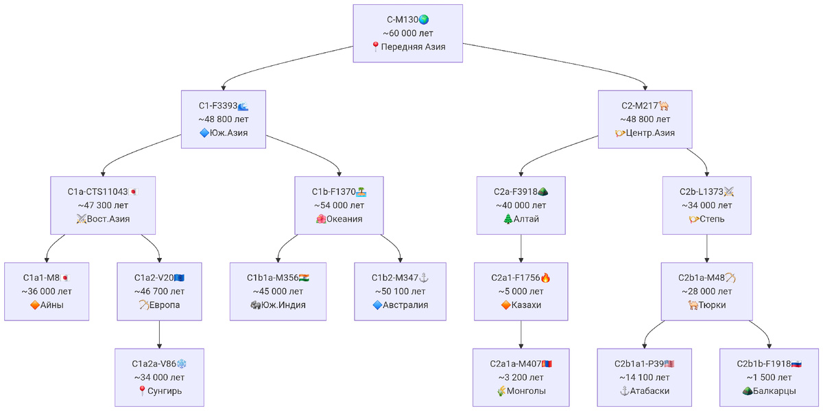 Древо гаплогруппы C