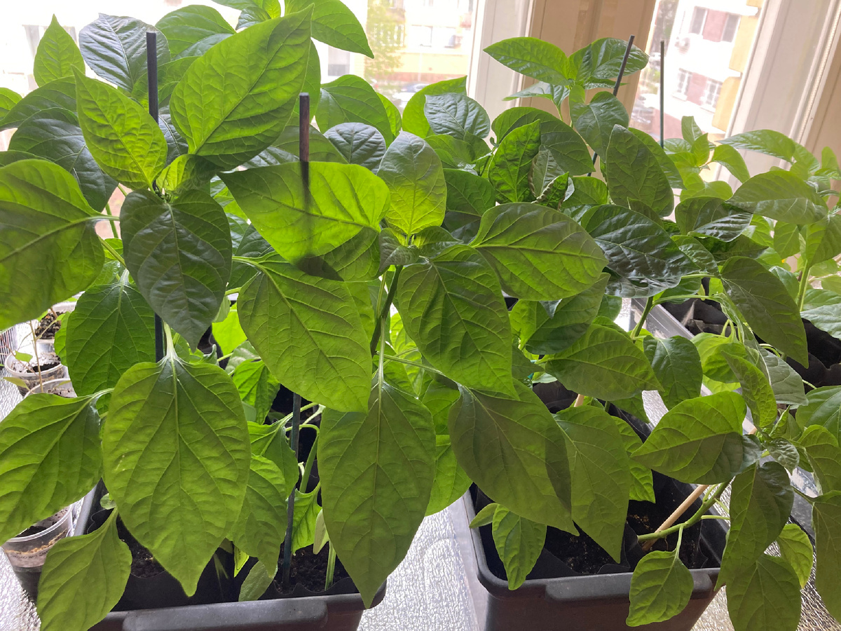 29.04.25 на моем подоконнике