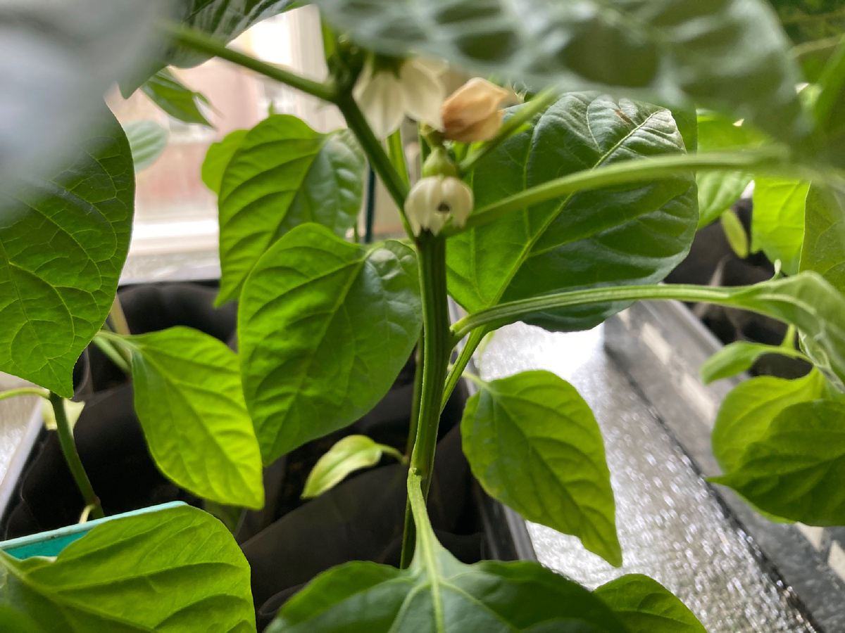 29.04.25 на моем подоконнике