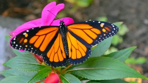 Очаровательная бабочка монарх.