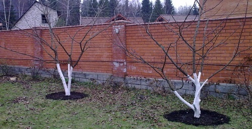 Чем удобрять плодовые деревья?