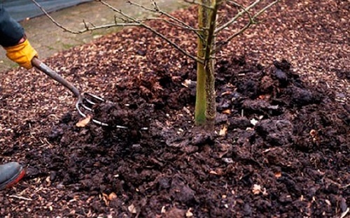 Чем удобрять плодовые деревья?