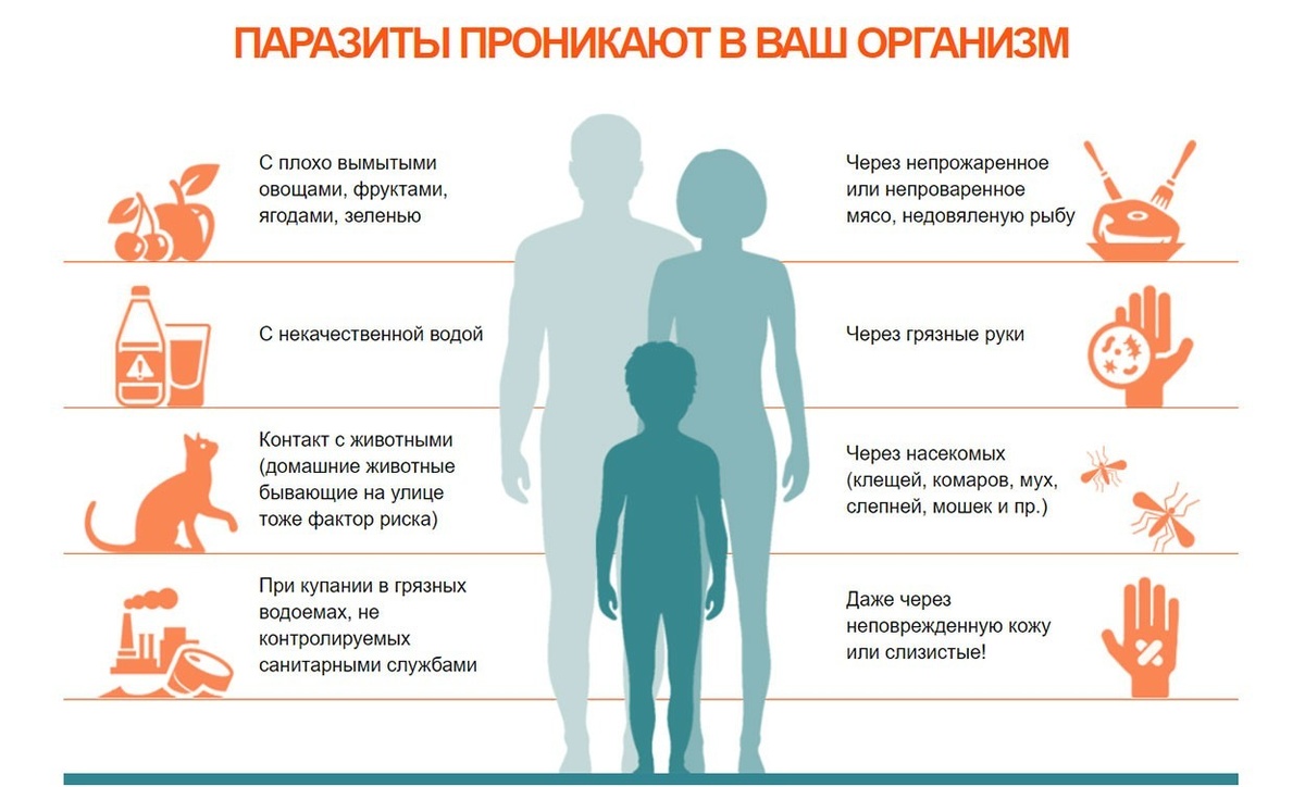 Скажем "нет" паразитам: как ЛЕГКО избавиться от глистов – эффективные методы и профилактика