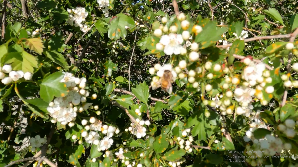 Вот так и жужжала всю жизнь, как пчёлка-труженица))) Скрин с видео про Орешку