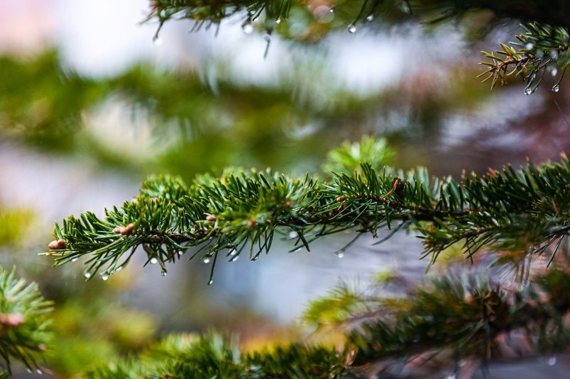    Фото: primamedia.ru Георгий