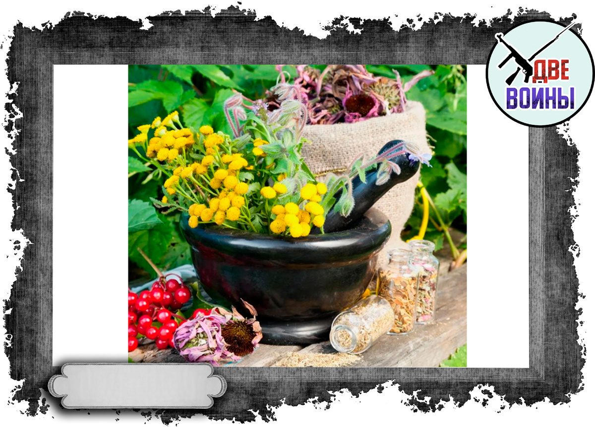 Сбор лечебных растений. Фото в свободном доступе.