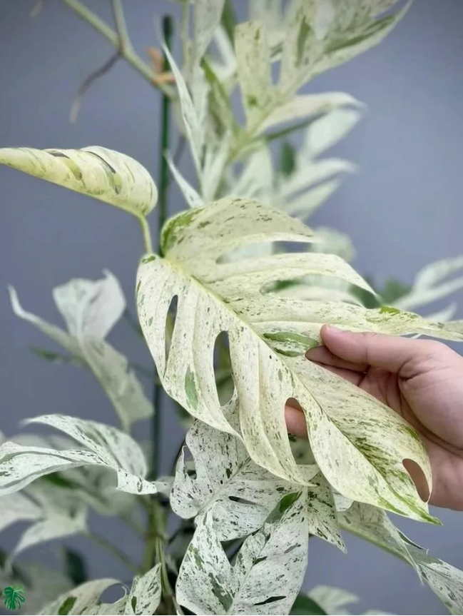 Monstera Pinnatipartita Variegata фото из интернета