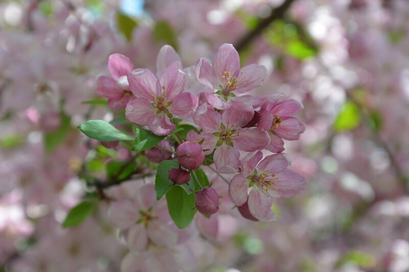    Фото Светланы Журавка. Ольга Дмитриенко