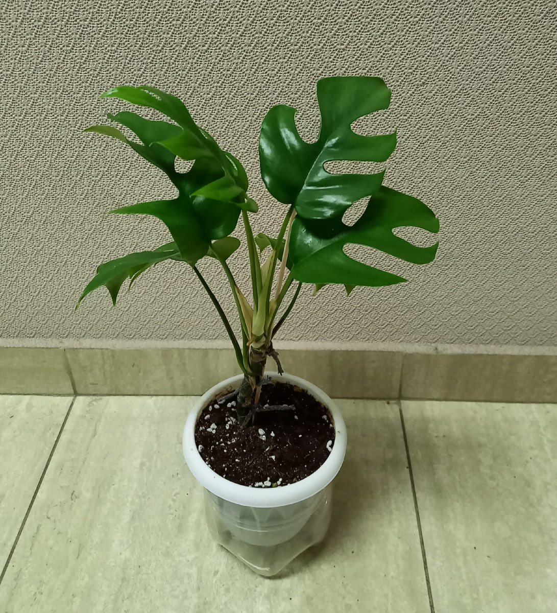 Монстера мини — дама с характером