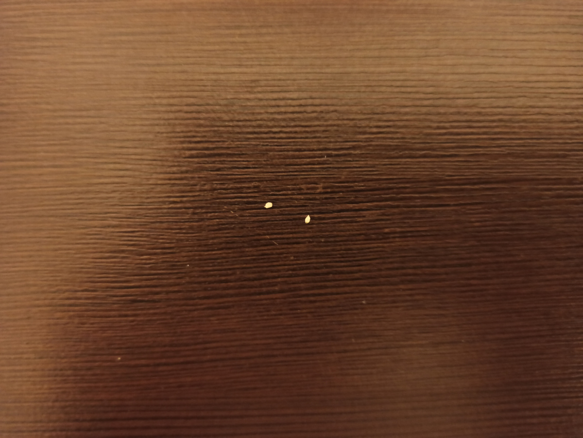 Семена каладиума