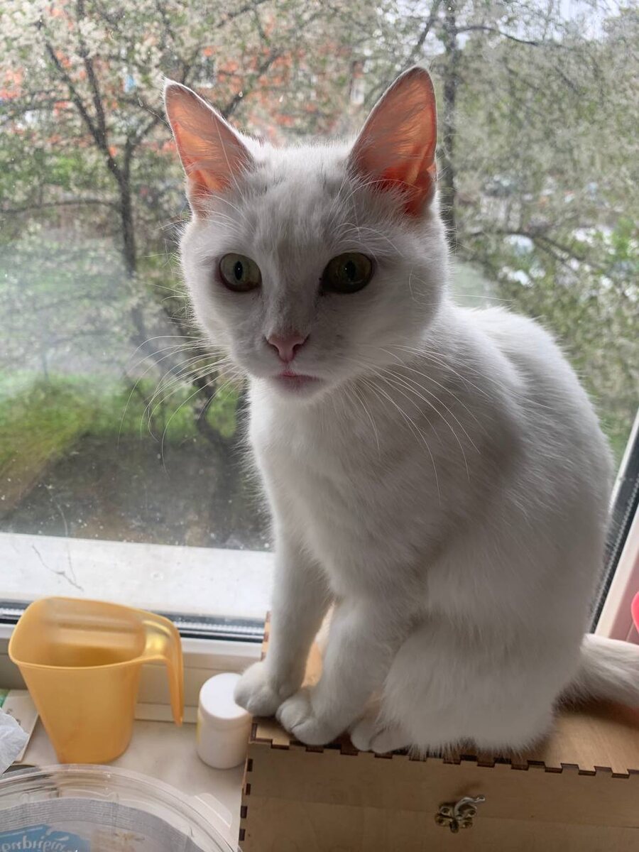 Белоснежка