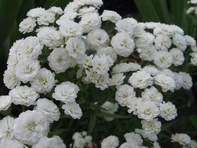 Фото цветов с прошлого сезона