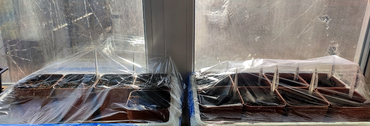 Ну вот, в моей рассаде прибавление 😊