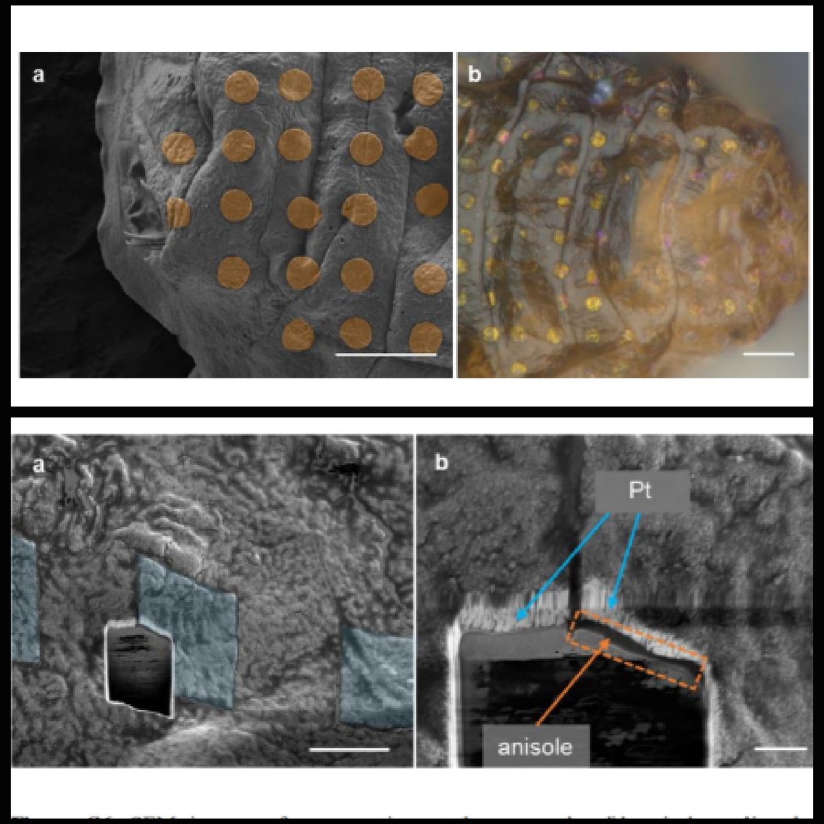 Теперь ученые планируют усложнить татуировки: они хотят нанести на тело тихоходки сенсоры и компоненты микроэлектроники.