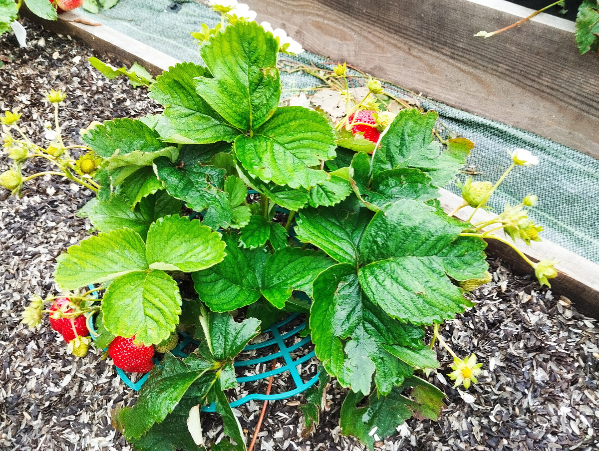 Воспоминания о прошлогодней клубнике, мои первые опыты