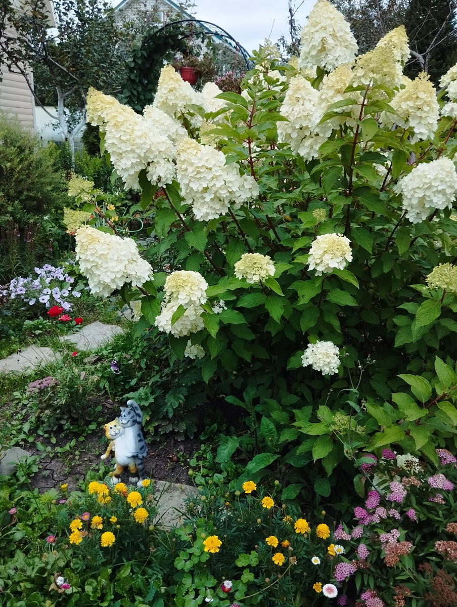Мамина гортензия летом, сорт не знаю. Мне кажется, что это Polar bear