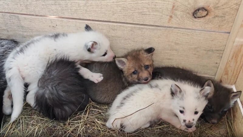     Пушистые лисьи малыши растут каждый день и уже могут гулять самостоятельно. Барнаульский зоопарк