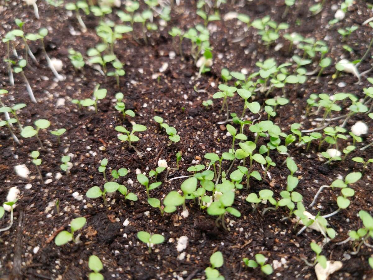 Вероника колосистая 30.04.2025