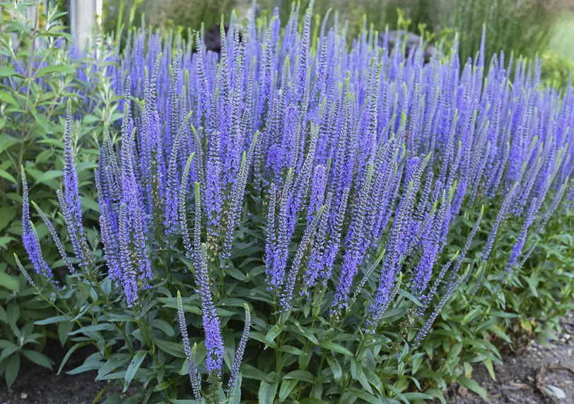 Вероника колосистая. Фото из Интернета