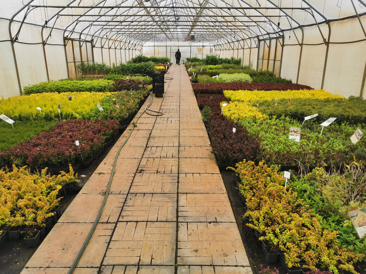 GardenPlants,  май`2025