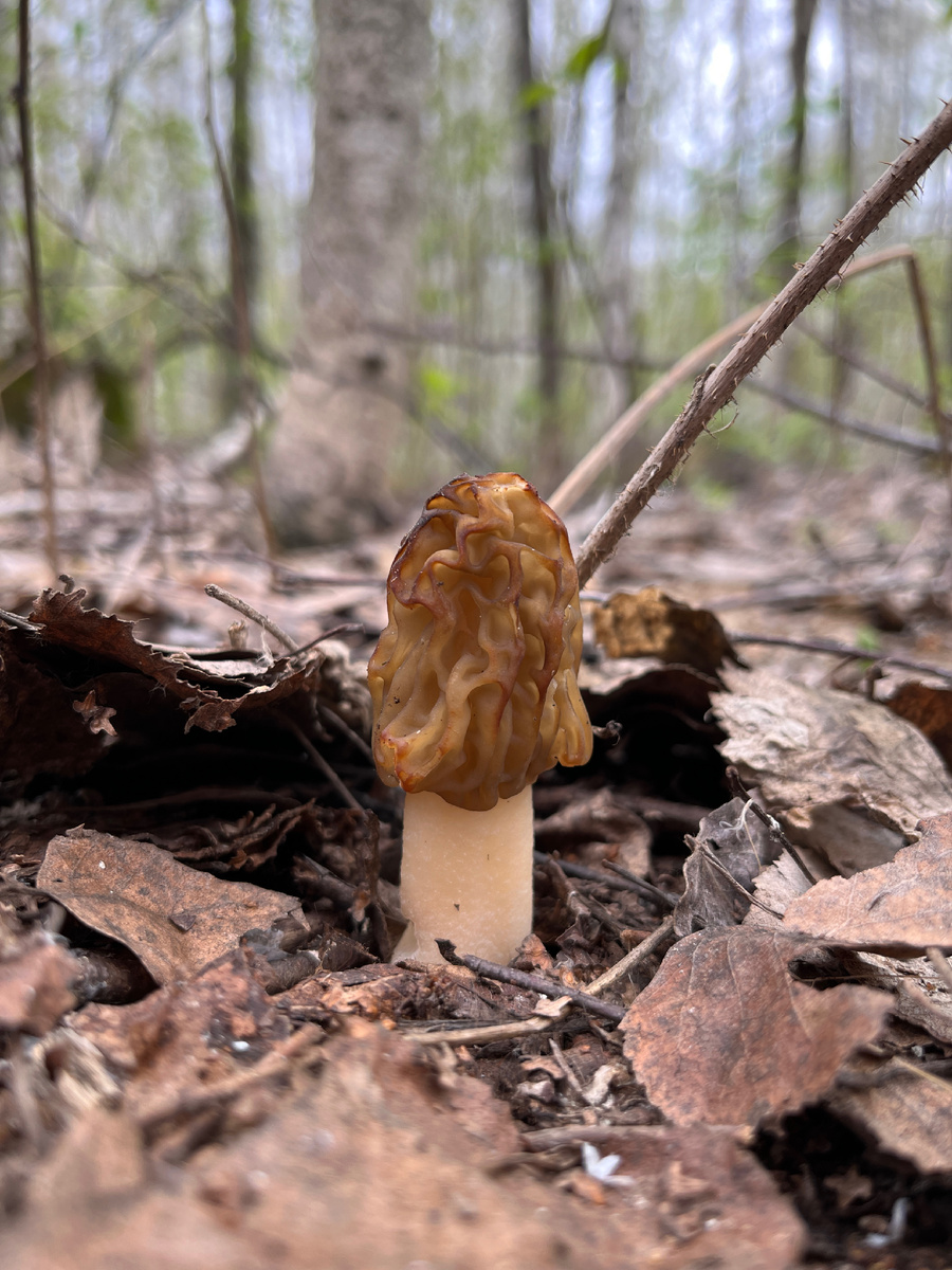 Сморчок Ульяновский. 