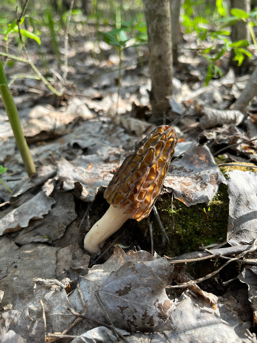 Сморчок конический образца 2023 года.