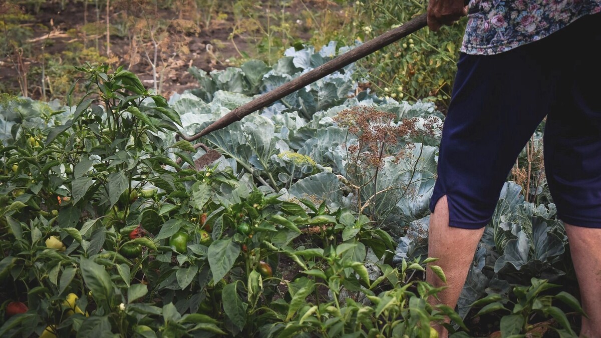     Источник: 1MI