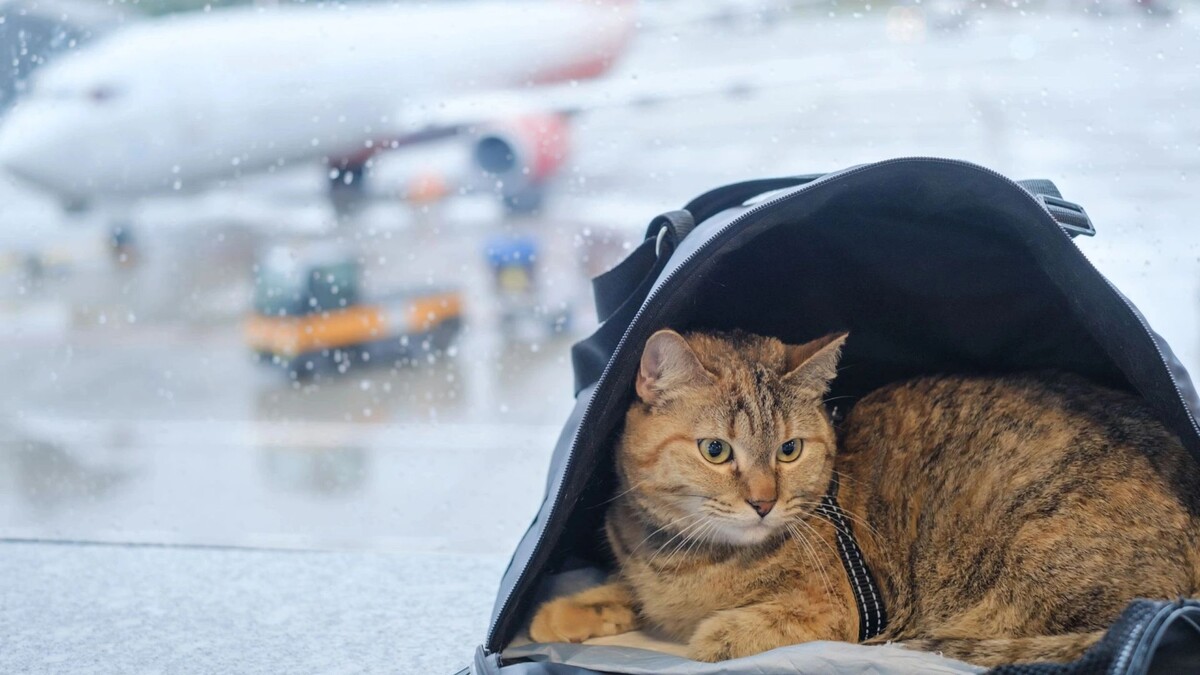    Фото: Duet PandG/Shutterstock/Fotodom