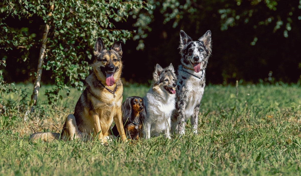    Чтобы стать канистерапевтом, собаки проходят обучение. Фото: сообщество ВК Супер собаки и Маша. Канистерапия в Калининграде