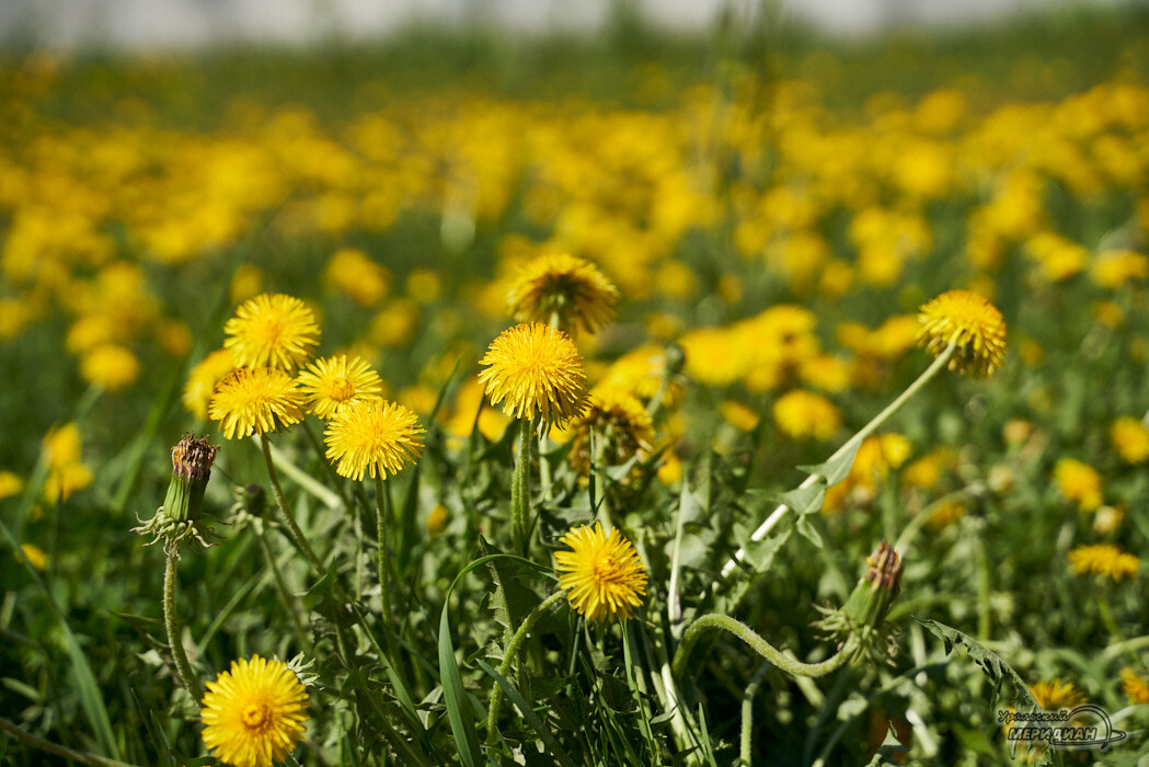    Фото Лидия Аникина © ИА «Уральский меридиан»