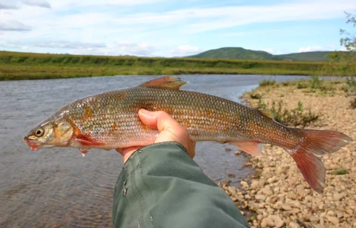 Валек: секреты успешной рыбалки — прикормка, приманки, секреты ловли
