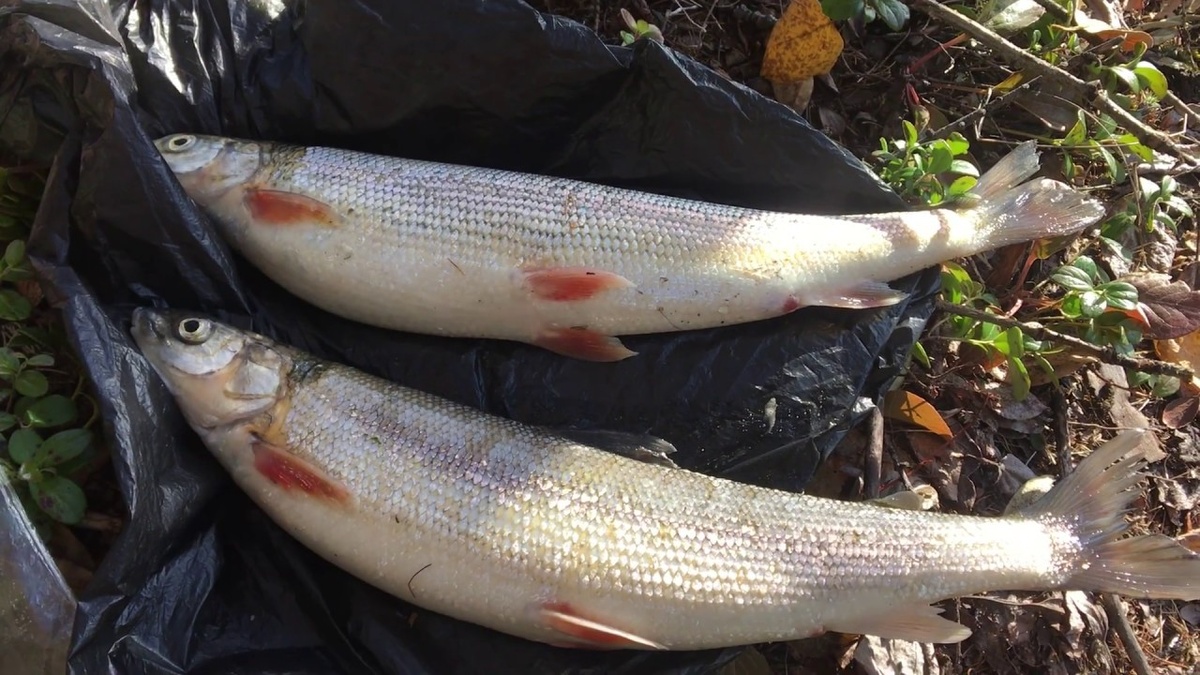 Валек: секреты успешной рыбалки — прикормка, приманки, секреты ловли