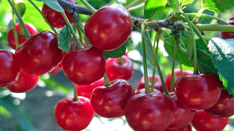 Раскрываю дедовский секрет плодородной вишни без химии. 5 природных способов заставить дерево плодоносить