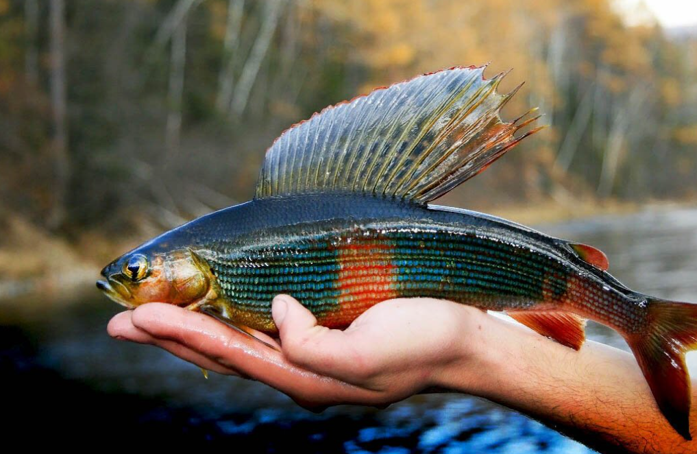 Охота на хариуса: секреты успешной ловли — прикормка, приманки, тактика