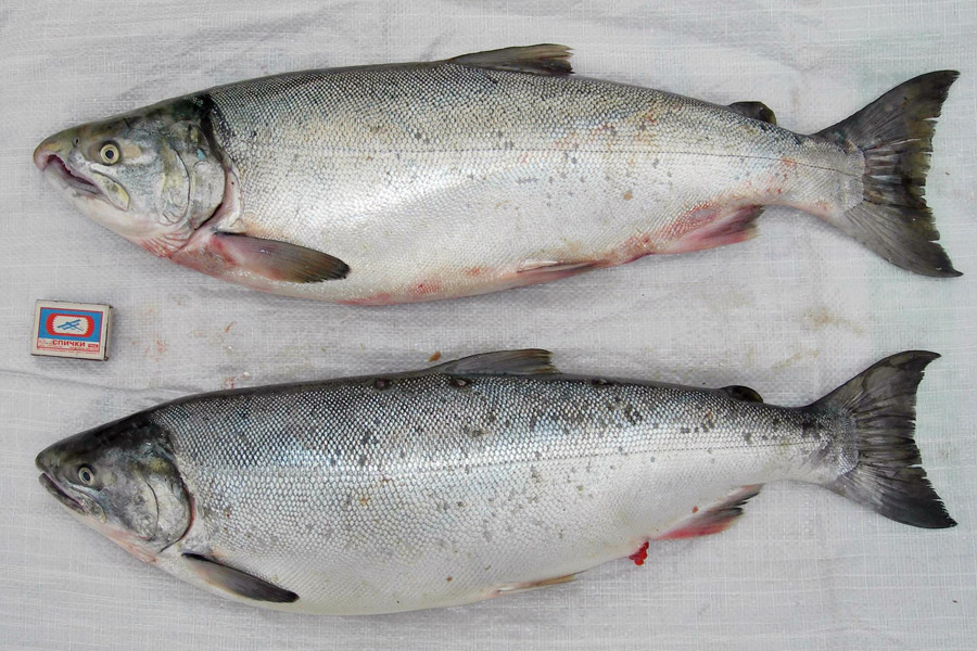 Ловим кижуча: секреты успешной рыбалки — прикормка, приманки и тактика