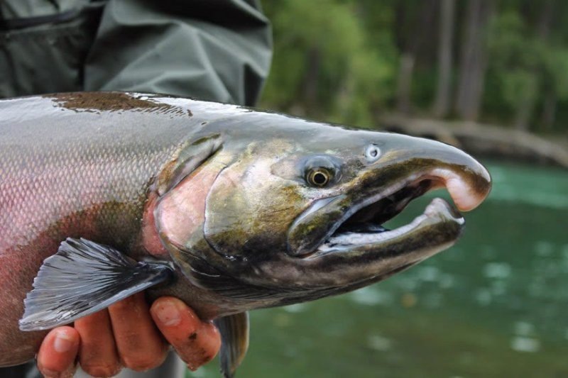 Ловим кижуча: секреты успешной рыбалки — прикормка, приманки и тактика