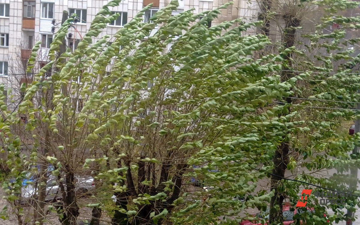 Ветер может быть очень сильным.  Фото: Фото: ФедералПресс / Елена Майорова