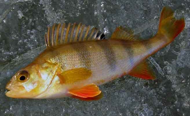 Ловля жёлтого окуня: секреты успешной рыбалки — приманки, прикормка, методы