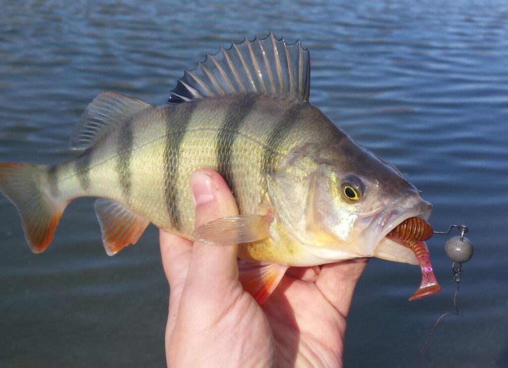 Ловля жёлтого окуня: секреты успешной рыбалки — приманки, прикормка, методы