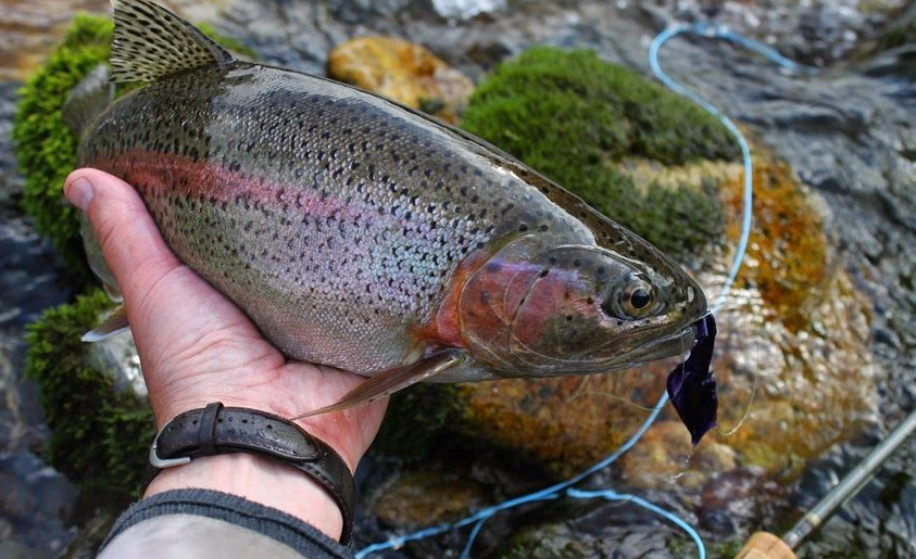 Мекижа: все секреты успешной рыбалки — приманки, прикормка, тактика ловли