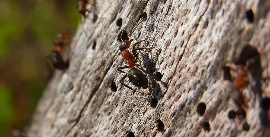 Остановил нашествие садовых муравьев за 1 день. 5 проверенных способов без химии защитят деревья надолго