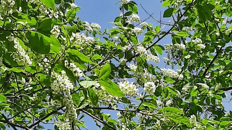     Цветение черемухи в Барнауле Васильева Лариса