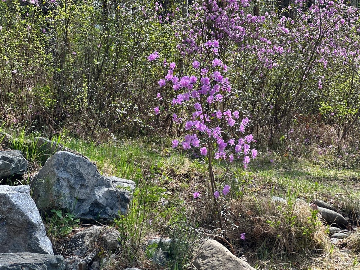 Фрагмент склона горы на Чемале. 