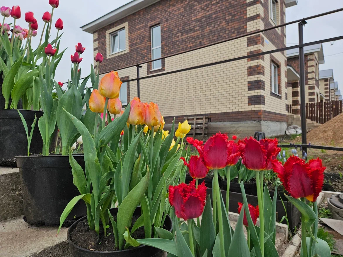 Тюльпаны к момент возвратных заморозков обычно уже распустившиеся, а если мороз будет сильным - лепестки не выдержат