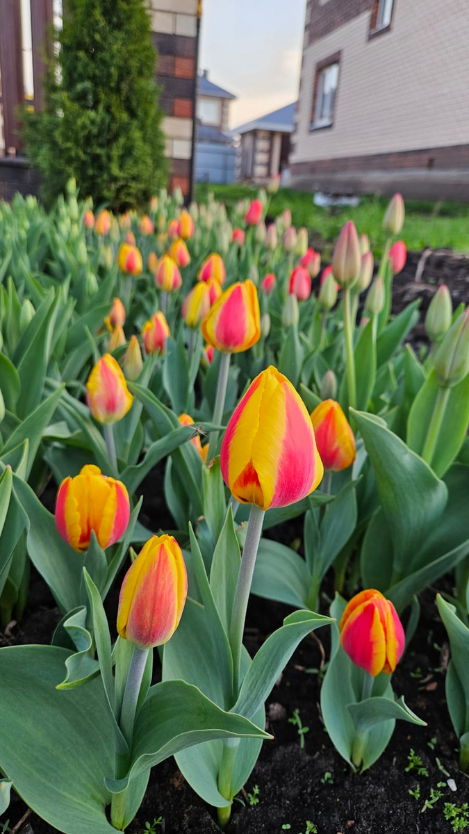 Вот такая у нас красота в этом году